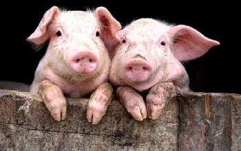 Vai trò của kẽm đối với vật nuôi