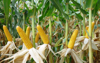 Vai trò của kẽm đối với cây trồng